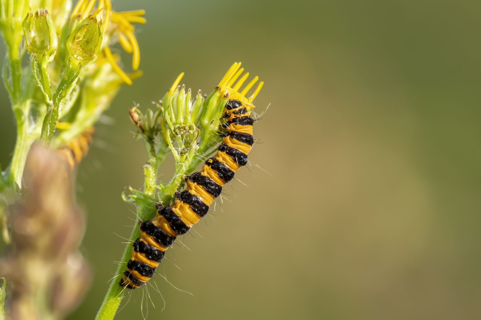 Rups van de St Jacobsvlinder