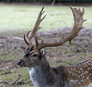 Diverse foto's van dieren