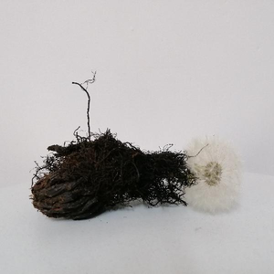 Kleine werkjes ontstaan uit de natuur en toegeven aan de drang naar een mooiere wereld 