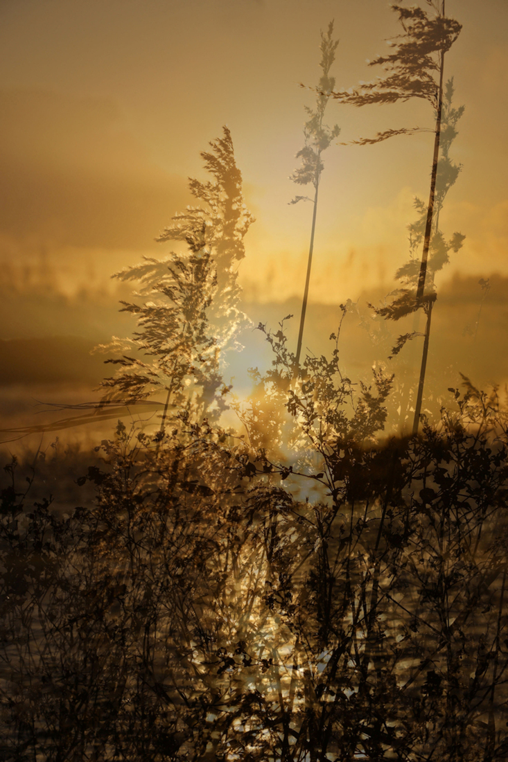 Wuivend riet dubbel opname