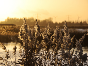 Zonsondergang in het natuurgebied de Nieuwe Dordtse Biesbosch in het najaar van 2023 