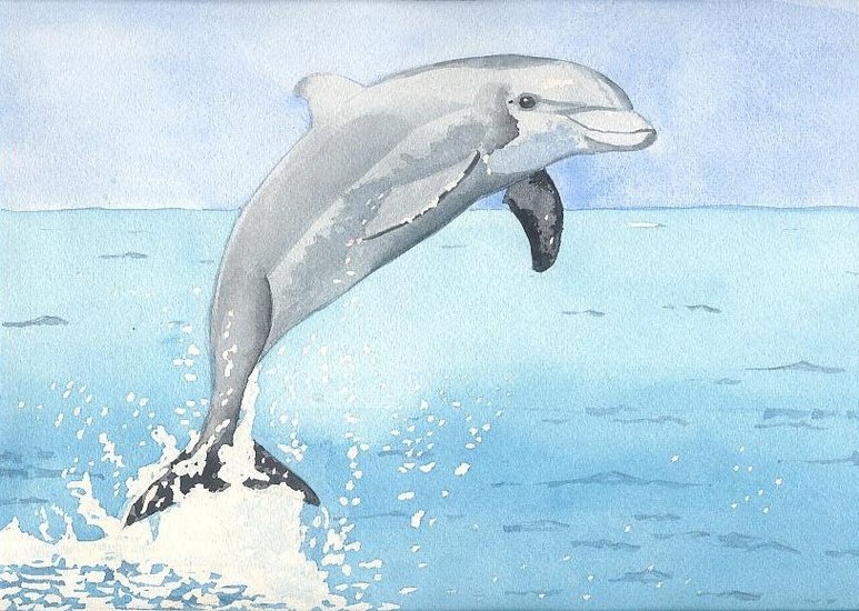 Dolfijn