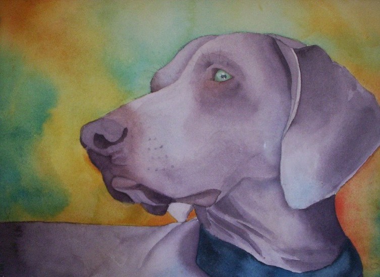 Weimaraner
