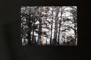 herconstructie van een bos. collages.