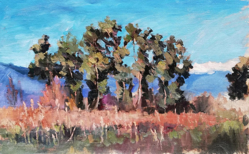 Eucalyptus bomen in de avond