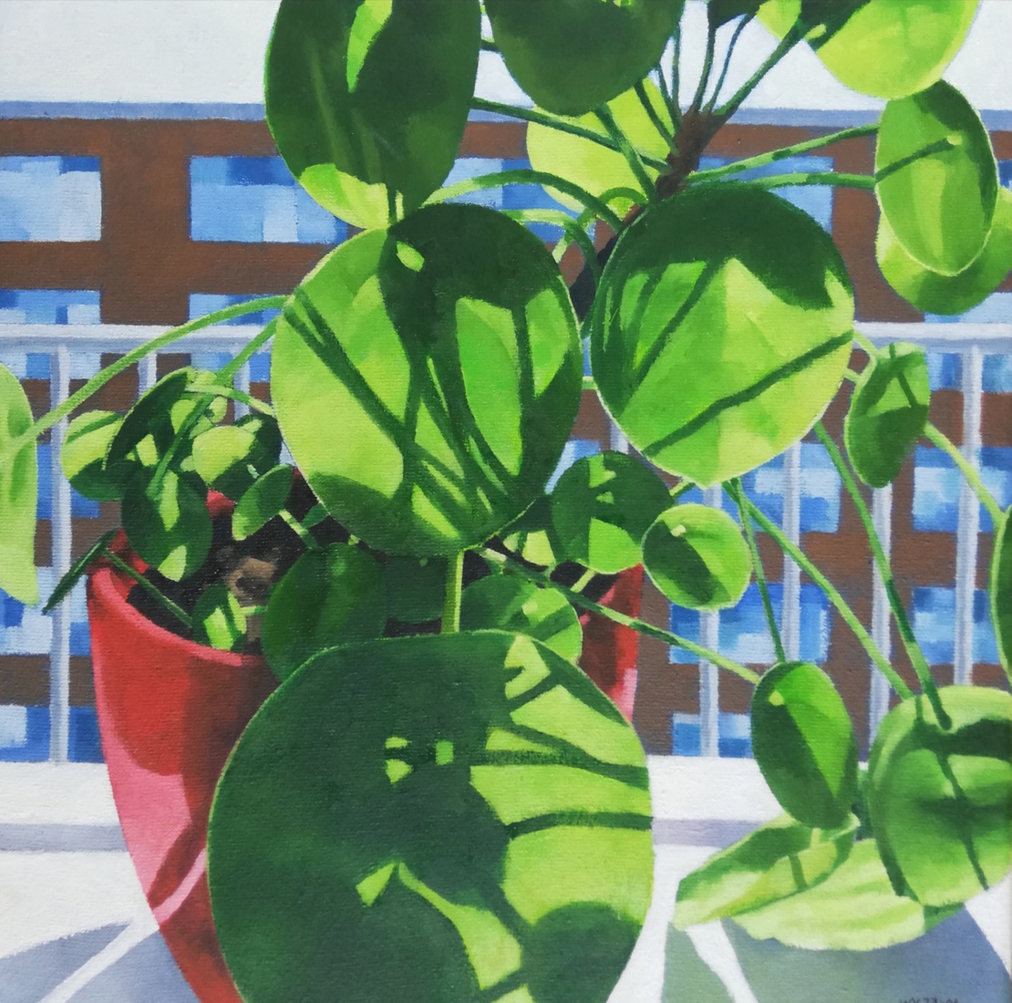 Pannenkoekplant in vensterbank