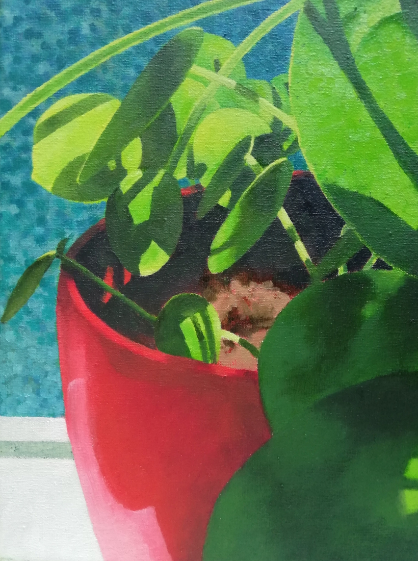 Pannenkoekplant in rode pot