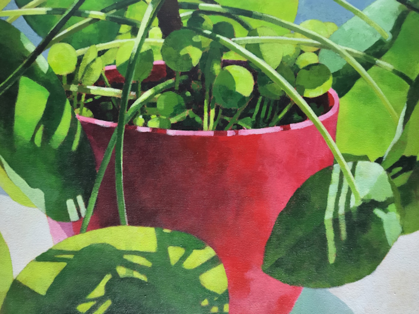 Pannenkoekplant in rode pot