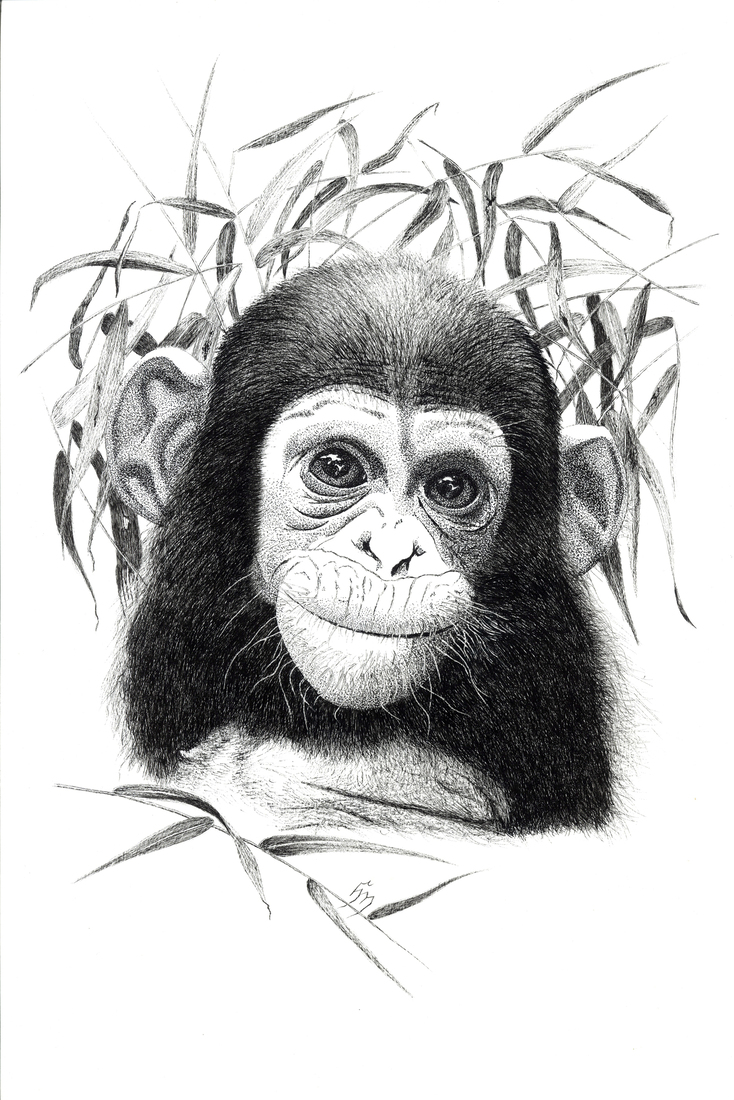 Baby-chimp Lola_Reproductie ltd. ed.