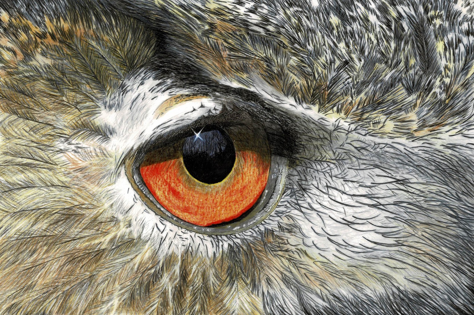 Oog Oehoe