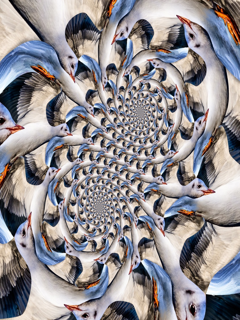 Dubbele Zeemeeuw Spiraal 