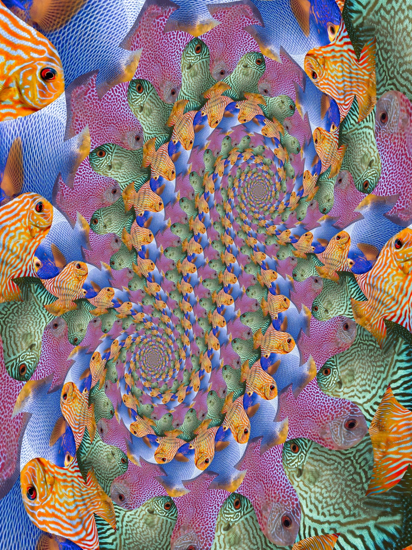 Loxodromen van Kwartet Vissen