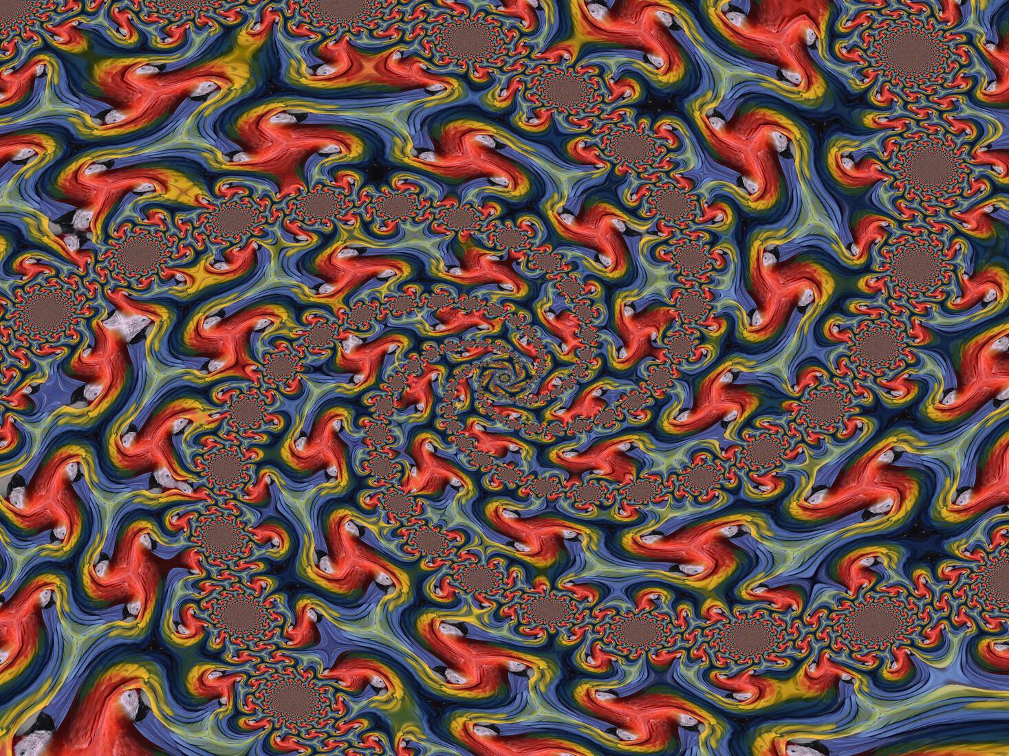 Papegaai Spiralen