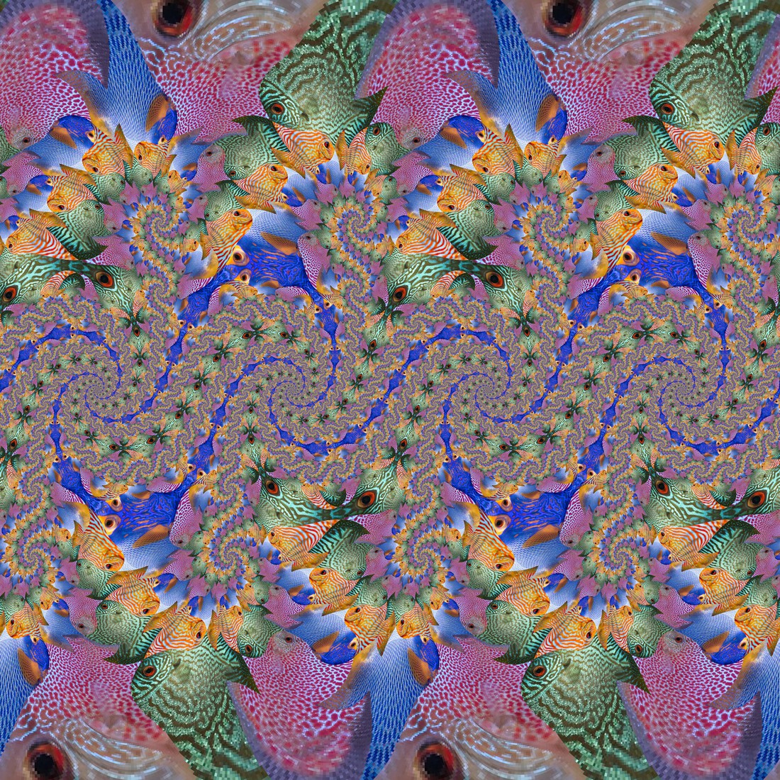 Spiraal van visspiralen