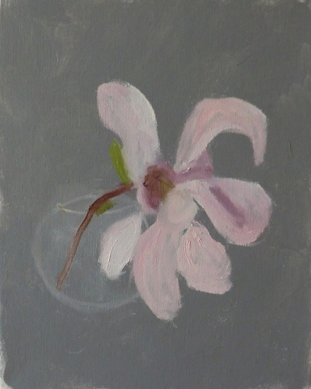 studie magnolia 1