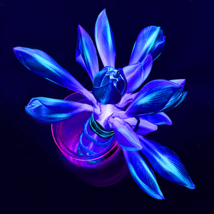 diverse benaderingen van bloemen en natuur