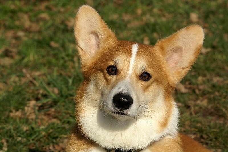 Welsh Corgi