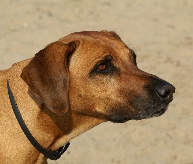 Rhodesian Ridgeback