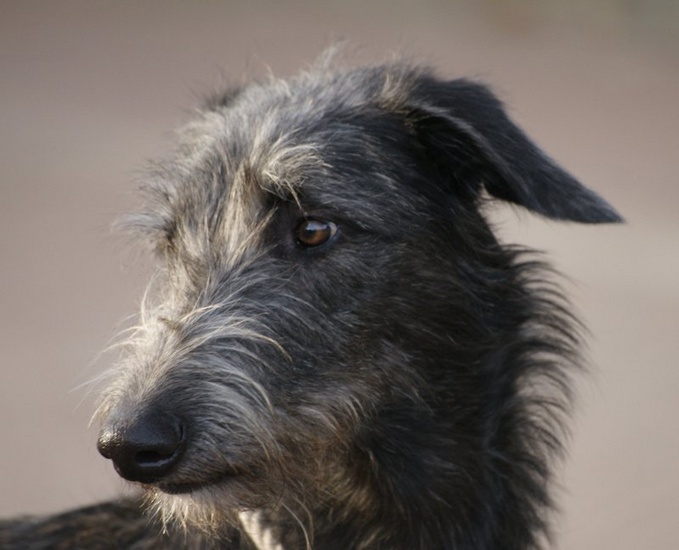 Deerhound