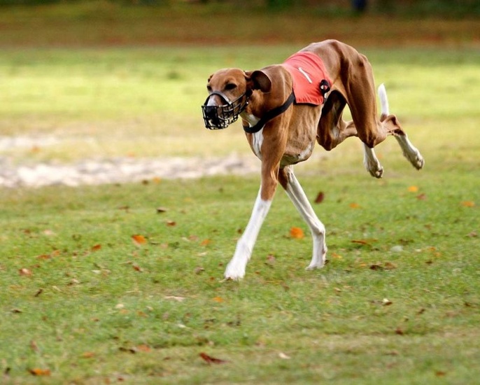 Azawakh coursing