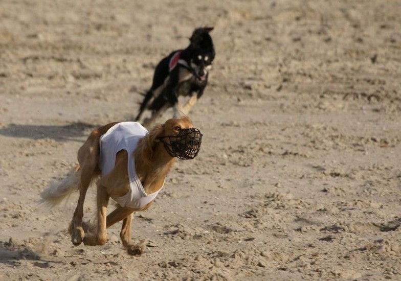 Saluki running