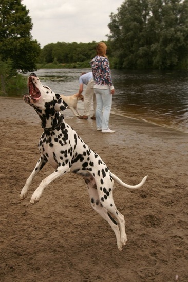 Dalmatian jump