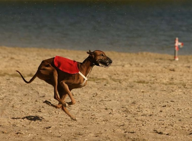 As fast as the wind......