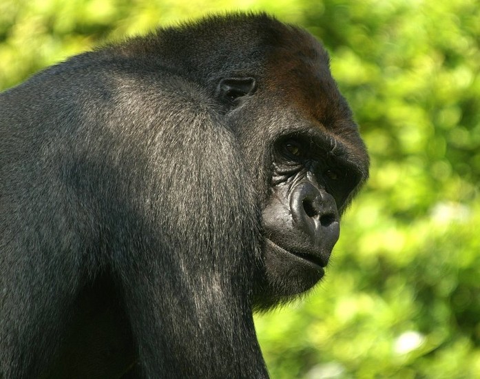 Gorilla
