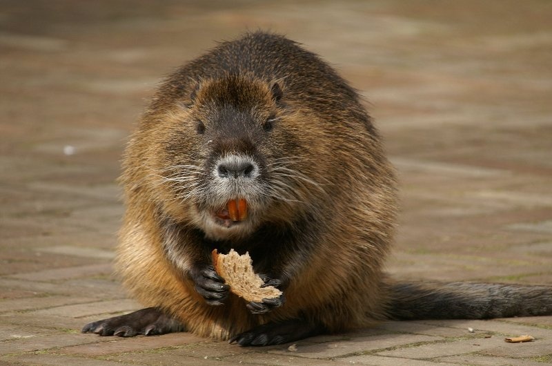 Beaver