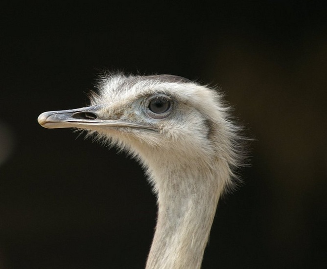 Ostrich