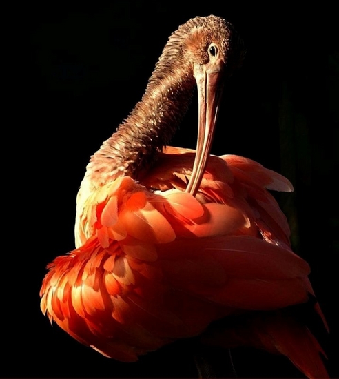 Ibis