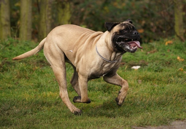 Bullmastiff