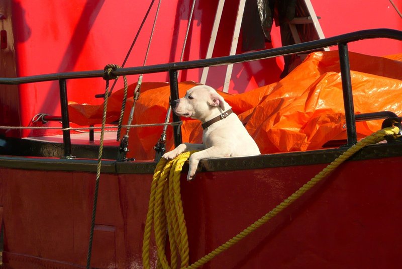 Boatdog