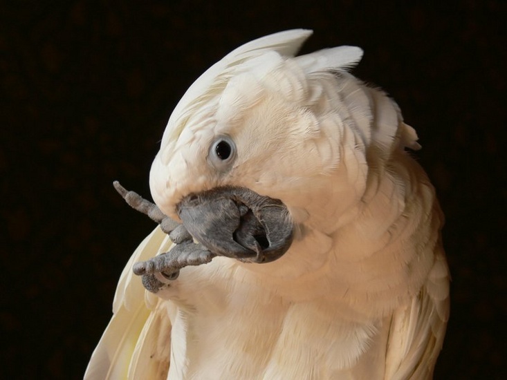 White Parrot