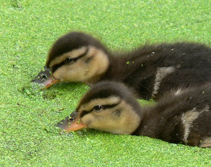 Duckies