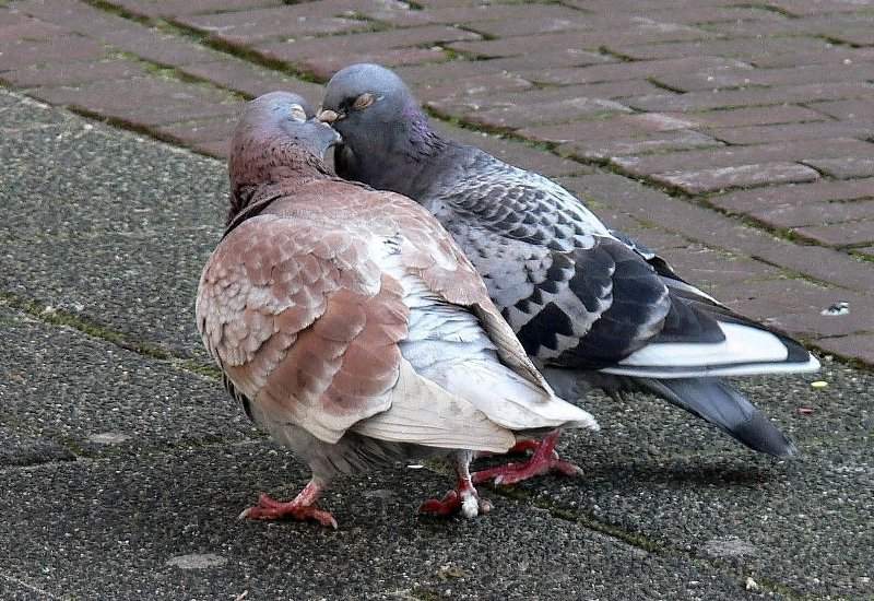 Kissing pigeons