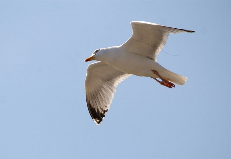 Sea-gull