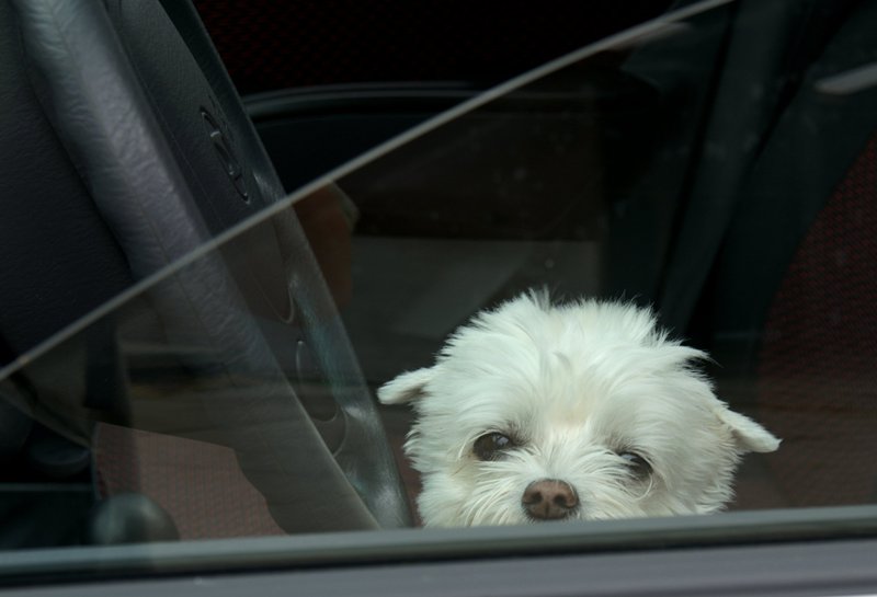 Little Nicky in the car