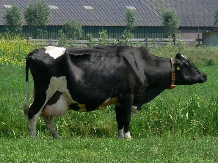 Beautigfil cow