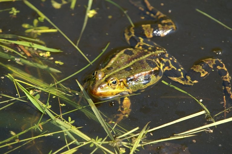 Frog