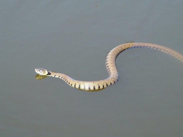 Grass snake