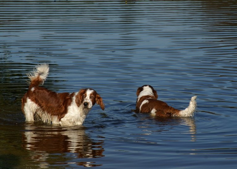 Welsh Springer