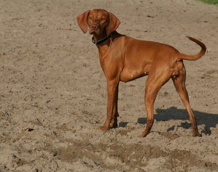 Vizsla korthaar