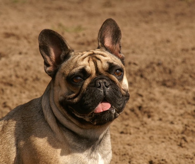 Franse Bulldog