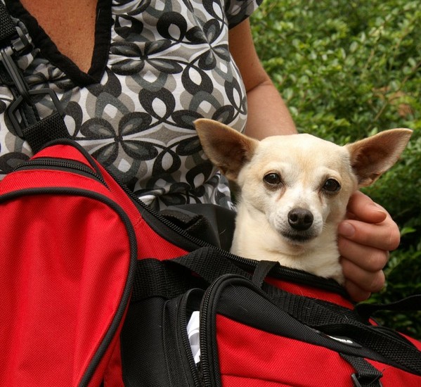 Chihiahua bag