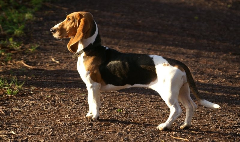 Franse Basset