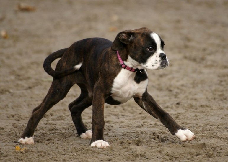 Jonge Boxer