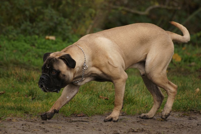 Bull Mastiff