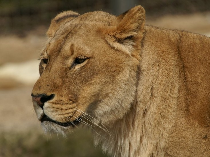 Lion female