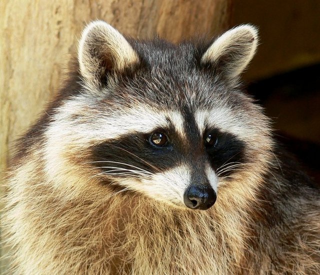 Raccoon